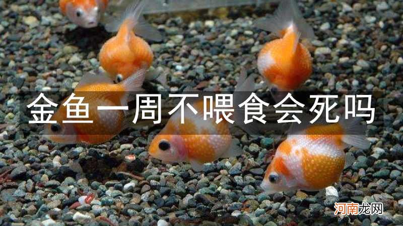 金鱼一周不喂食会死吗