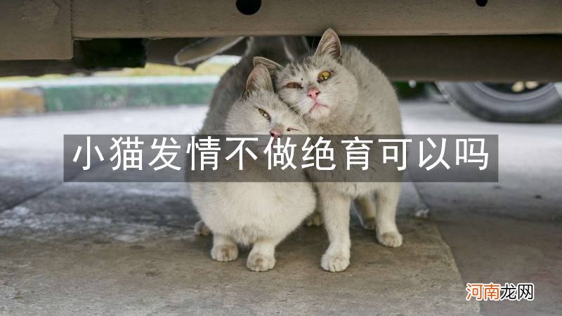 小猫发情不做绝育可以吗