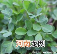 野生苜蓿草图片长什么样