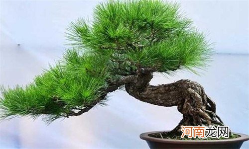 马尾松属于什么植物