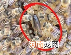 蜂王死了蜂群是不是就解散了 蜂王死了蜂群会跑吗