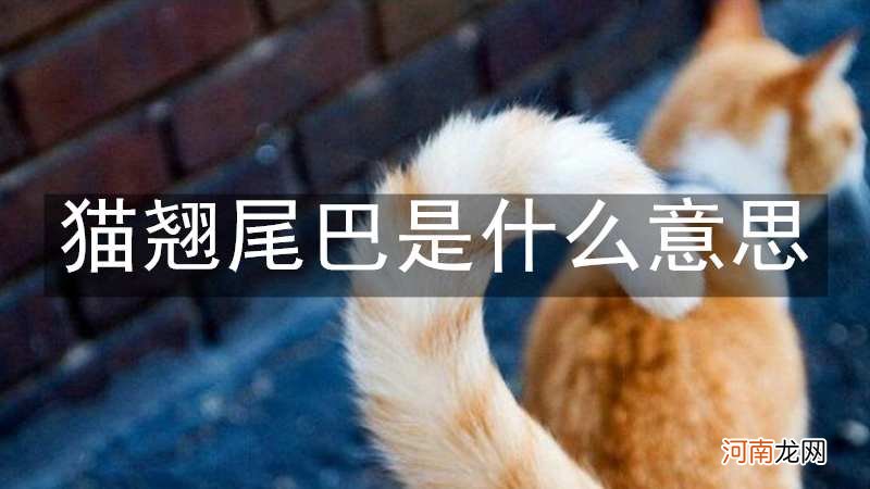 猫翘尾巴是什么意思