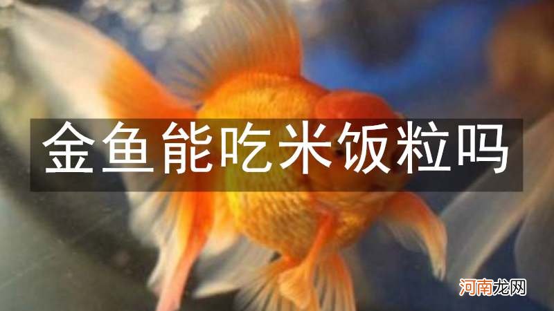 金鱼能吃米饭粒吗