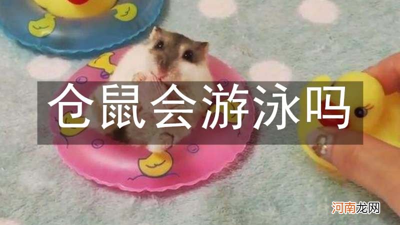 仓鼠会游泳吗