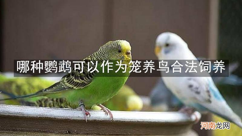 哪种鹦鹉可以作为笼养鸟合法饲养