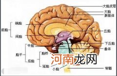 大脑的构造高清图 高清人类大脑结构图