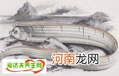 皇带鱼的恐怖传说：皇带鱼为什么叫地震鱼