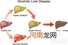 人体的肝脏在什么位置示意图 肝在哪里人体示意图