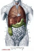人体解剖图的位置 人体解剖图各器官位置图高清