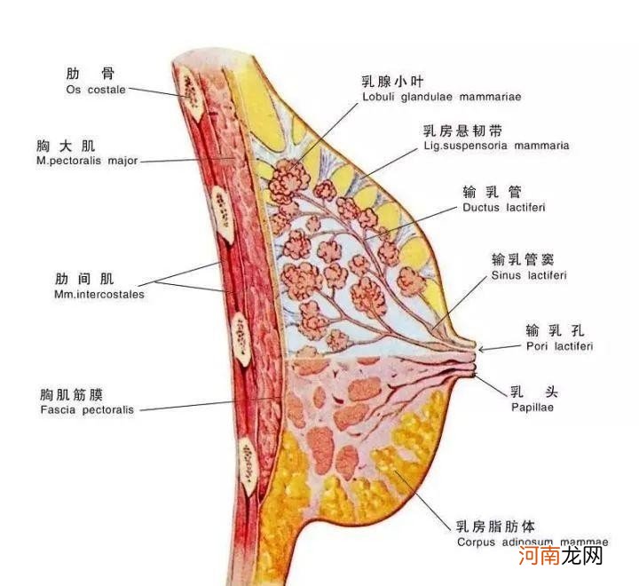 作为妈妈如何正确引导女儿穿少女内衣 少女文胸各个阶段