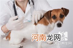 狂犬病会学狗叫吗 狂犬病会学狗叫吗视频