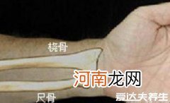 左手桡骨是哪个部位图片 桡骨是哪个部位图片