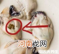 生蚝不能吃的部位图解生蚝去内脏吗 生蚝不能吃的部位图解