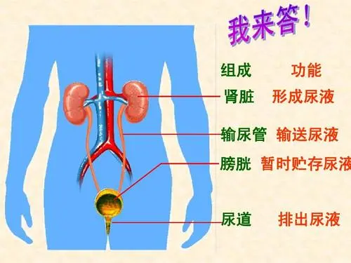 膀胱在哪个位置图片大全 膀胱在哪个位置图片