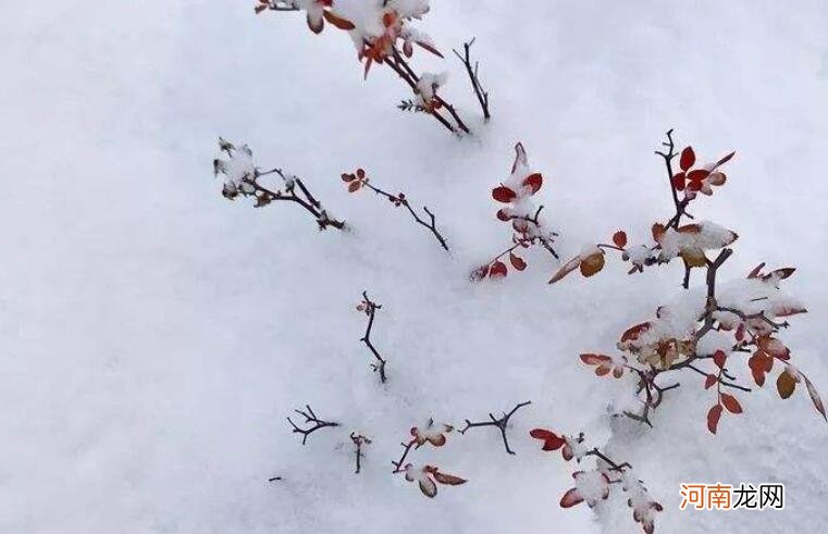 山河已冬花开向暖是什么意思