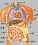 人体器官分五脏六腑器官分布图(人体器官分五脏六腑器官分布图肾在哪