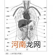 人体主要器官分布图简图 人体内脏器官分布图结构图