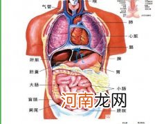 人体器官分布图带骨骼 人体器官分布图