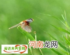 河北武强发现震旦鸦雀 震旦鸦雀资料介绍被誉为鸟中熊猫