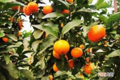 给大家种了棵砂糖橘树自己摘先到先炫是什么意思
