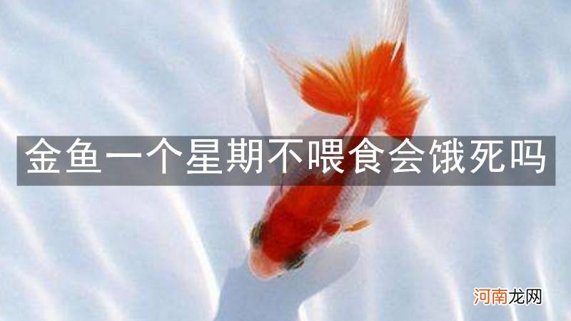 金鱼一个星期不喂食会饿死吗