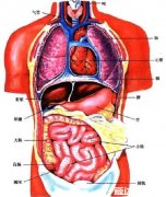 人体内脏器官位置分布图简笔画 人体内脏器官位置分布图
