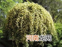 木香花为什么不能种