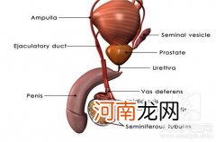 阴囊缩小是怎么回事 阴囊小而紧是什么原因