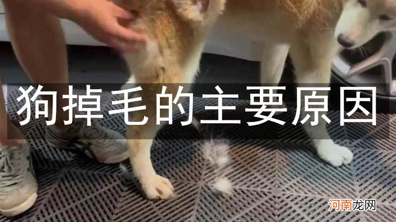 狗掉毛的主要原因