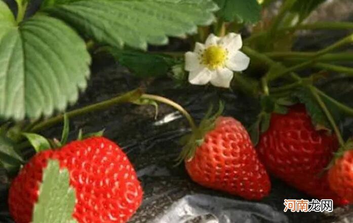 草莓属于种子植物中的什么植物