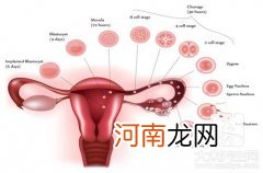吃什么保养子宫卵巢 女性吃啥滋养子宫卵巢