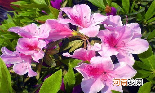 杜鹃花花朵蔫了怎么回事