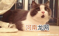 猫抓伤狂犬病几乎为0