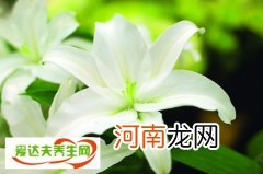 百合花代表什么意思？白百何象征什么寓意