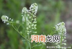 上巳节的风俗主要内容 上巳节的风俗是什么意思