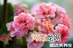 长寿花为什么致癌长寿花什么时候插枝 长寿花为什么致癌