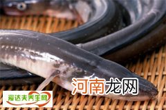 海鳗鱼是什么 海鳗鱼怎么做好吃