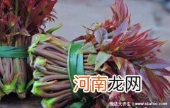 香椿 香椿含有致癌物已确定