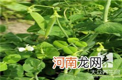 香椿怎么吃最好 香椿怎么吃安全