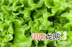 油麦菜的做法大全凉拌 油麦菜的做法大全