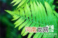 蕨菜吃了有什么好处和坏处 蕨菜能吃吗