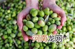 广东橄榄菜的做法大全 橄榄菜的做法大全