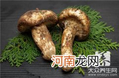 干松茸怎么吃 干松茸怎么做好吃？