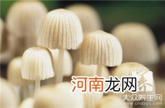 干炒茶树菇的做法 干煸茶树菇的做法是什么