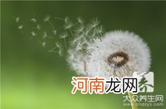 吃蒲公英治什么病  蒲公英治啥病