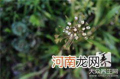 荠菜的吃法及适合人群 荠菜的多种吃法