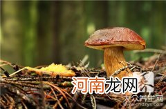 一公斤松露多少钱 松露是什么多少钱一斤