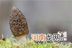 野生羊肚菌多少钱一斤