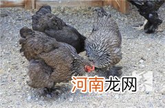 土豆炖鸡块的做法步骤 ?土豆炖鸡块的做法大全