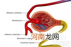 多囊肾最新治疗方法吃什么药 吃什么能治疗多囊肾？